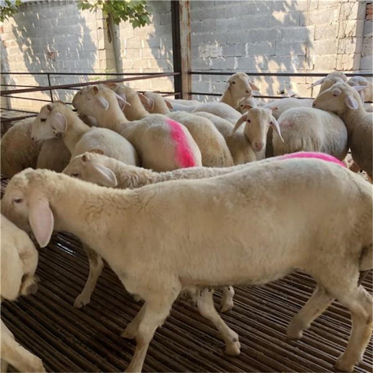 改良湖羊价格 量大可分期 通凯 陕西湖羊养殖场 免费咨询湖羊养殖利润