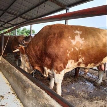 西门塔尔牛养殖利润 700斤肉牛犊价格 通凯 辽宁西门塔尔牛犊子价格图片