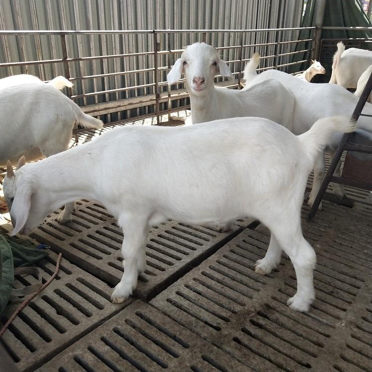 养殖场出售白山羊  龙翔大型养殖厂 白山羊种羊 白山羊肉羊 河南纯种白山羊