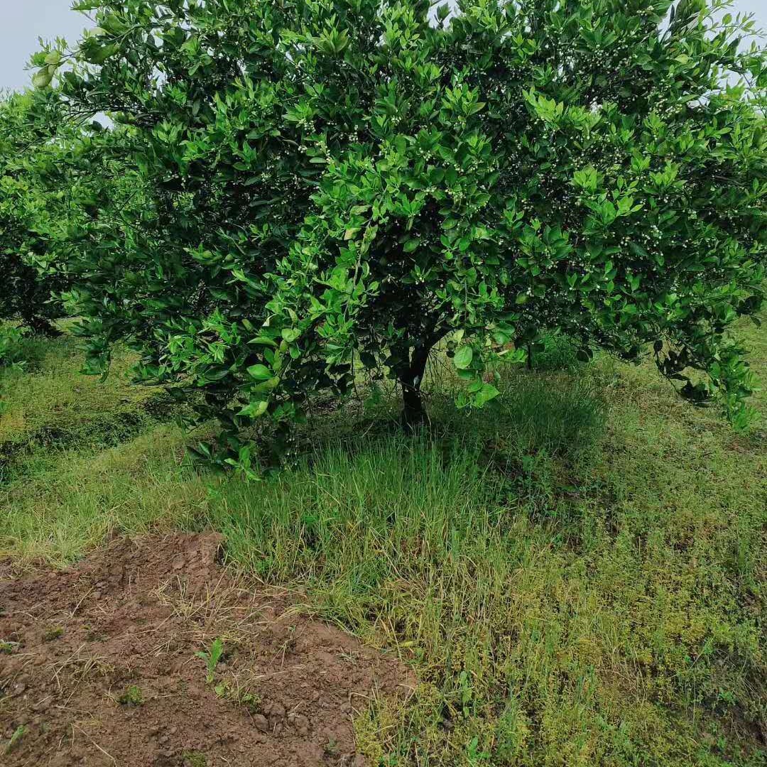福建苗木 胡柚树 独杆胡柚供应 胡柚树的园林价值