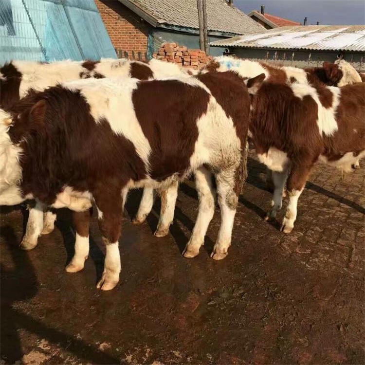 育肥牛犊 4-个月安格斯肉牛犊 通凯 活体小肉牛犊子图片