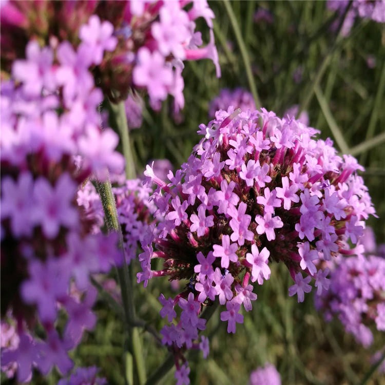 品农供应柳叶马鞭草种子蓝紫色观赏花卉花籽发芽率高图片