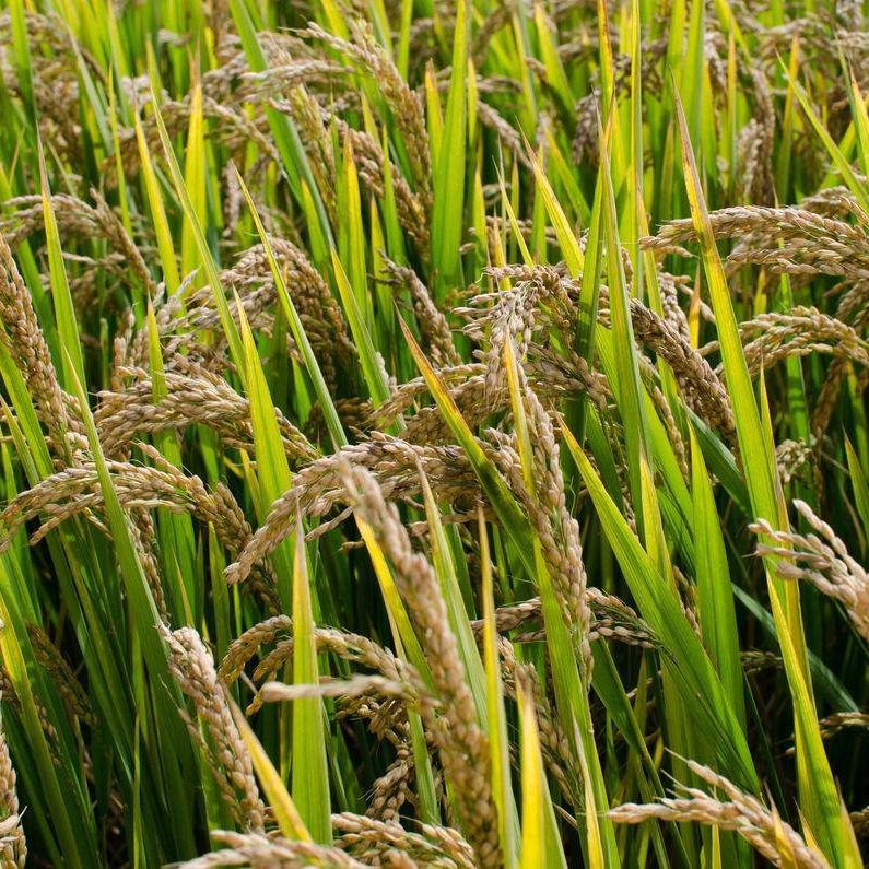 优质高产杂交水稻品种 ,新两优98 ,泰米品质 抗倒伏适应性广产量高