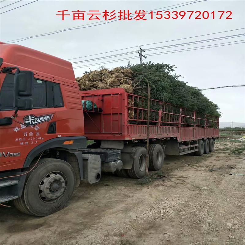 青海海南80公分云杉价格 大量批发绿森苗木3.5米云杉 