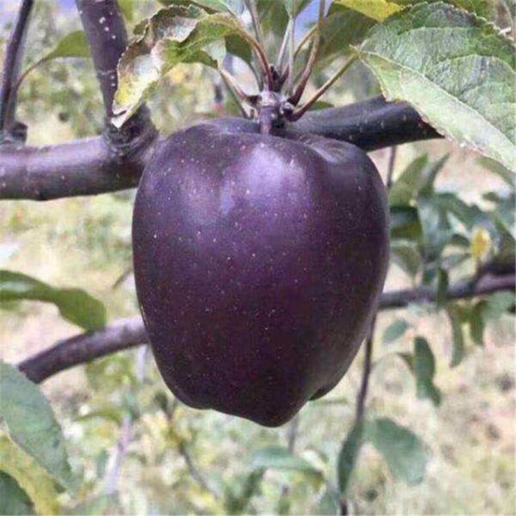 红肉苹果树苗种植时间 1公分红富士苹果苗批发种植基地 黑苹果苗价格