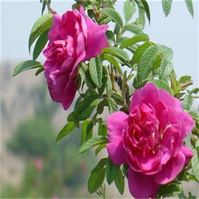 基地直销食用玫瑰花苗 大马士革玫瑰苗 可做玫瑰精油  大花月季