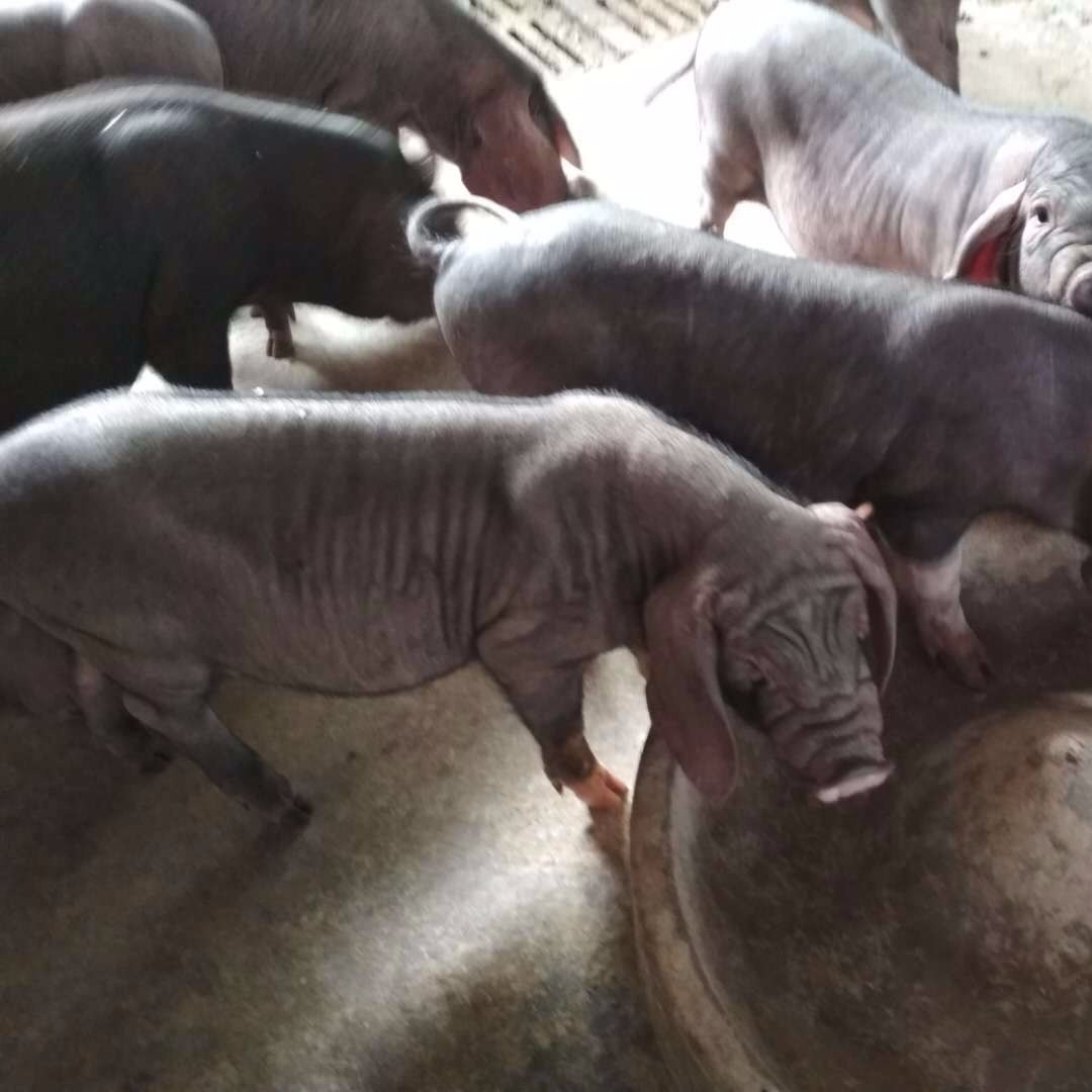 保种场太湖猪20斤 江西省纯种太湖猪供应  江苏太湖母猪出售价格 种猪一头