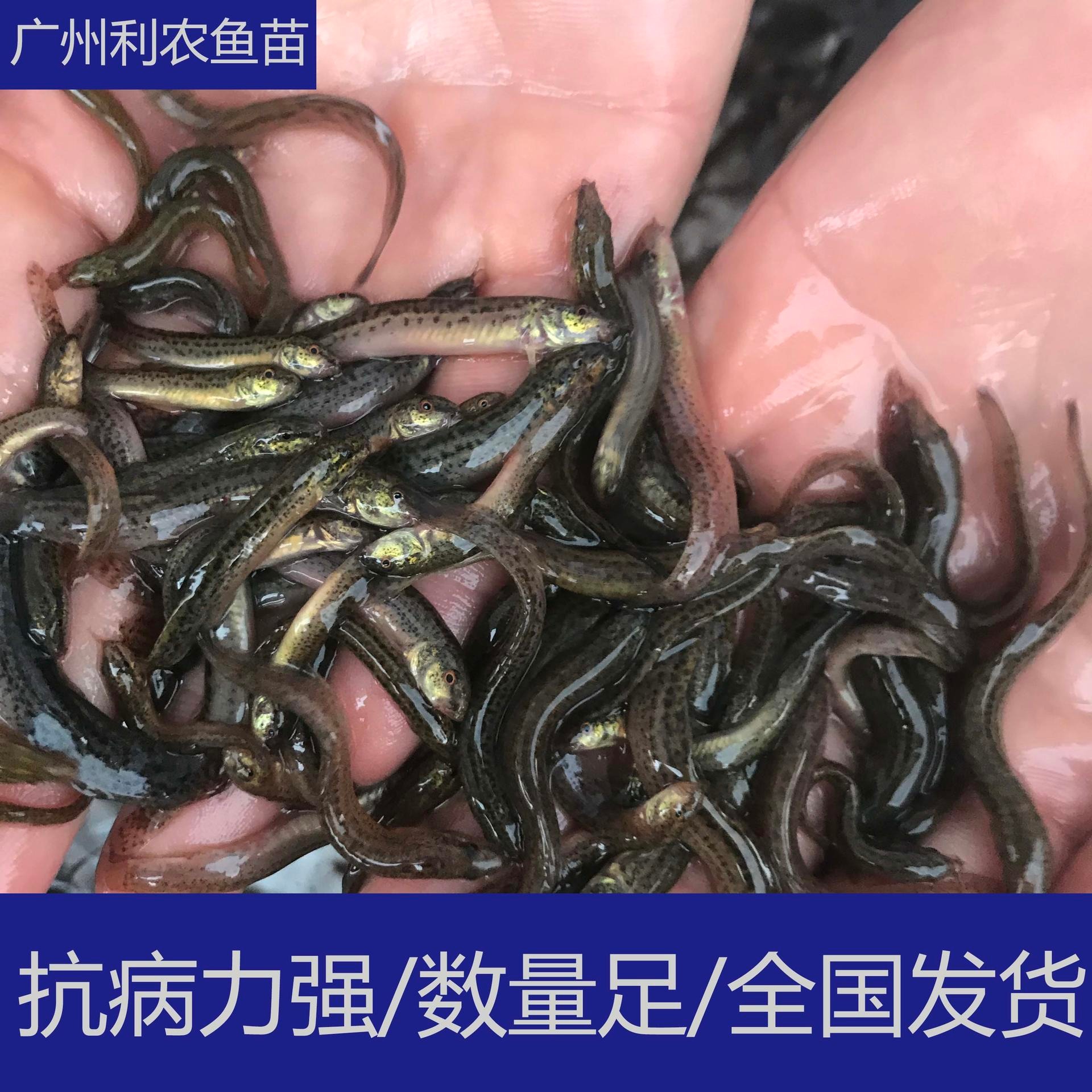 大量批发 广西贵港泥鳅苗大规格供应 3-5cm优选台湾泥鳅苗孵化养殖