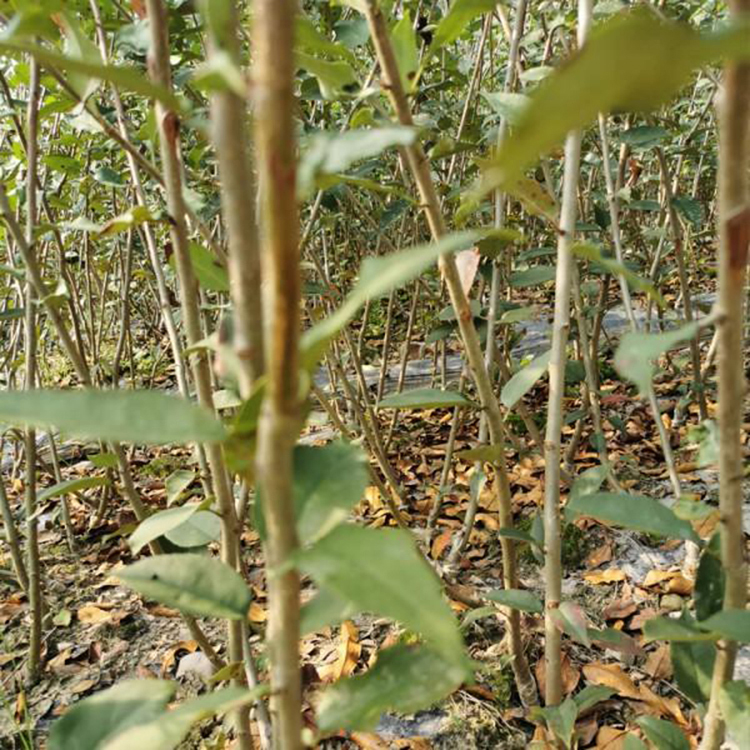 红果海棠 5公分垂丝海棠价格 垂丝海棠树苗基地