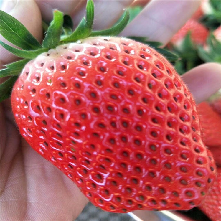红颜草莓苗 全明星草莓苗 法兰地草莓苗 兴红农业基地热销品种草莓苗图片