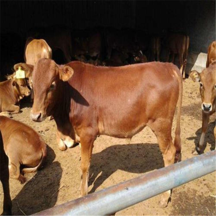 鲁西黄牛养殖视频 200-300斤鲁西黄牛仔 通凯 鲁西黄牛价格图片