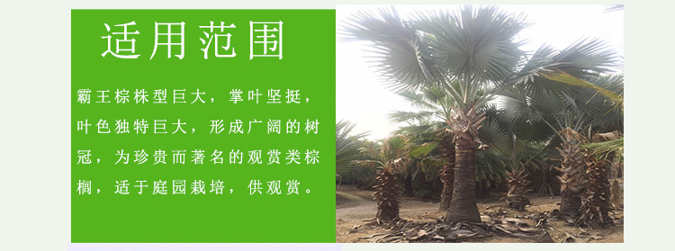 霸王棕 霸王棕杆高4米地苗 霸王棕苗木种植户霸王棕大型种植场示例图6