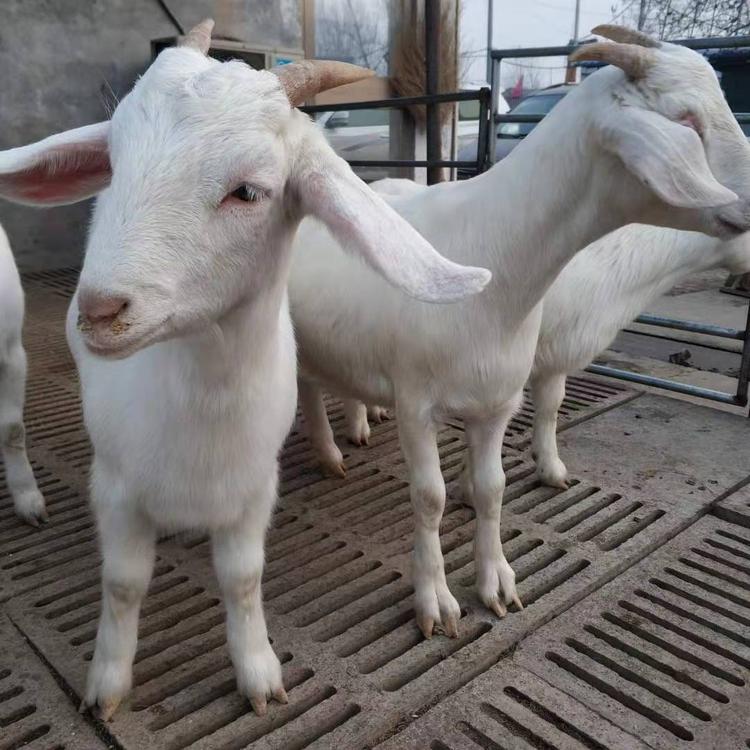 美国长势快白山羊 现代 白山羊批发价格 哺育期山羊养殖场 基地出售
