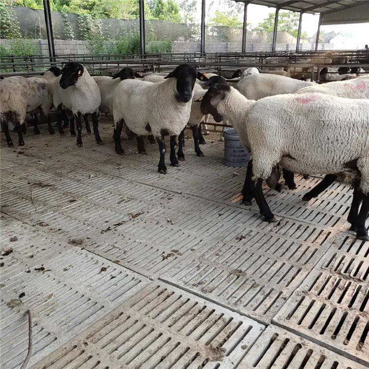 山东萨福克羊种羊养殖基地 通凯 30斤萨福克羊价格 签订回收合同示例图11