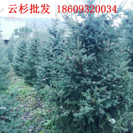 北京园林绿化云杉树苗供应 市场价格合理