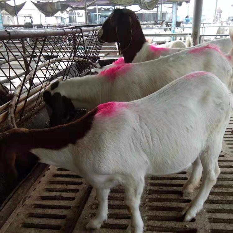 波尔山羊养殖技术 波尔山羊育肥 波尔山羊利润 现代 常年批发