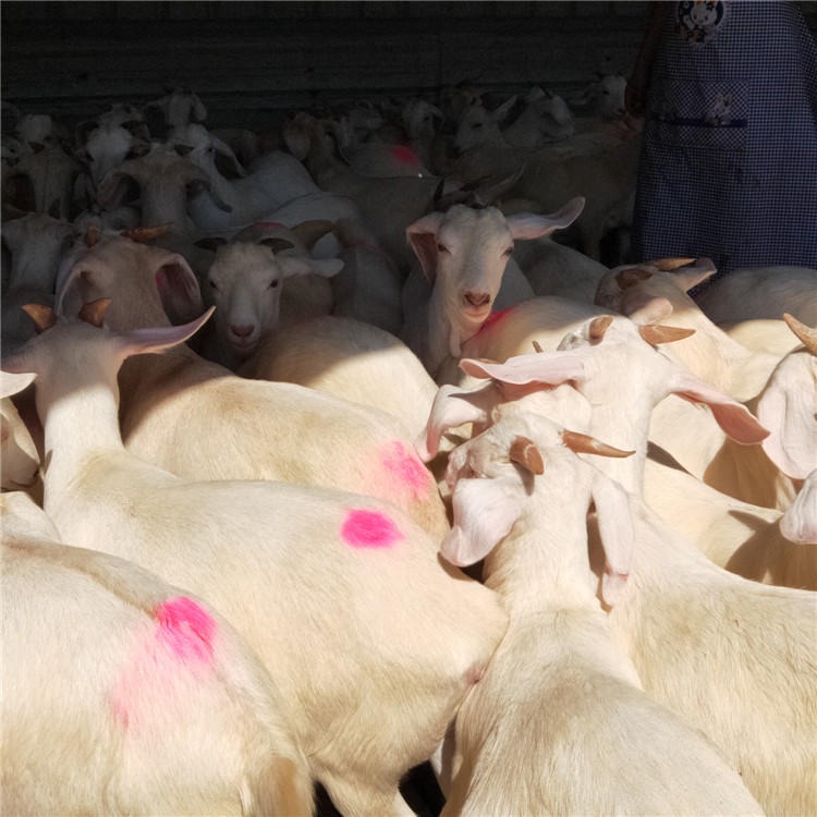 龙翔养殖场批发 纯种波尔山羊 美国白山羊羊羔 美国白山羊种公羊