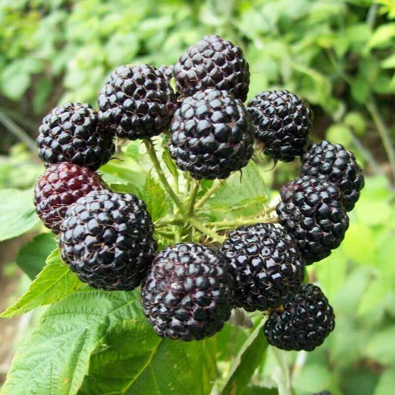苗圃出售双季红树莓苗 1公分黑树莓苗批发 野树莓苗口感好 量大优惠
