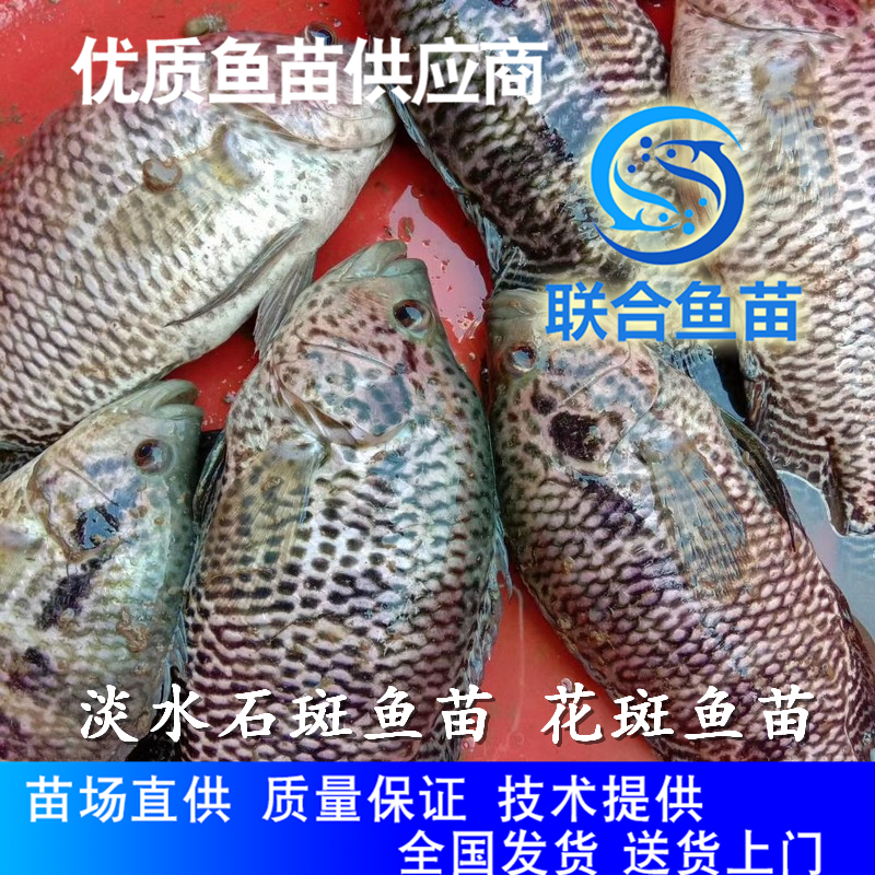 广东淡水石斑鱼苗淡水石斑鱼苗 淡水花斑鱼苗生产基地 石斑鱼苗