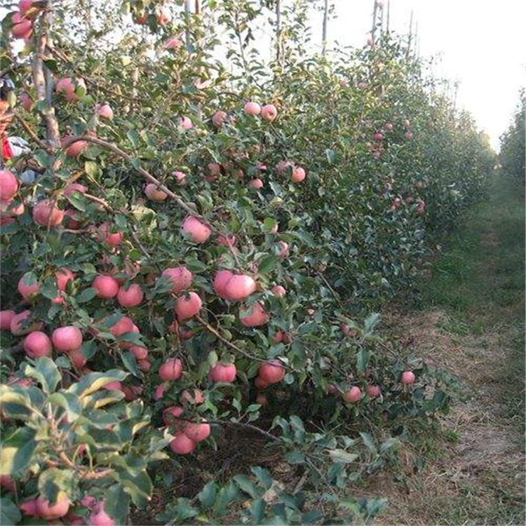 红肉苹果苗 宇浩园艺场种植基地 明月苹果苗供应一级品质图片