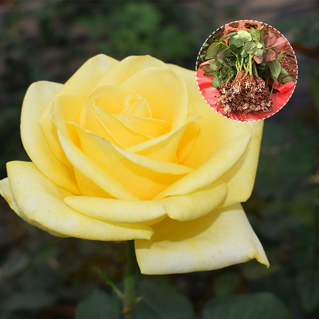 金香玉玫瑰种苗 基地自产自多色四季玫瑰苗绿化工程月季小苗批发