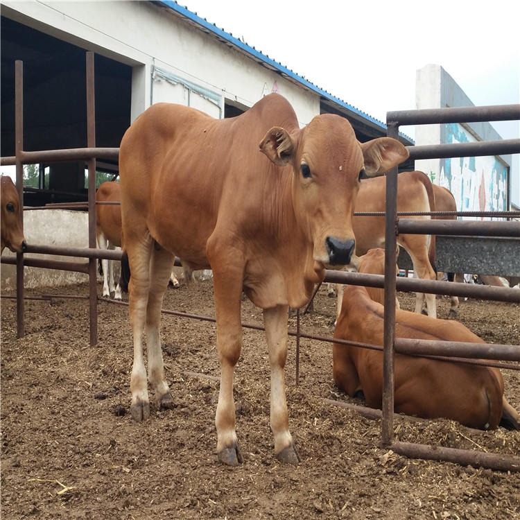 杂交肉牛犊 西门塔尔牛牛犊 西门塔尔肉牛犊养殖场 龙翔 常年销售图片