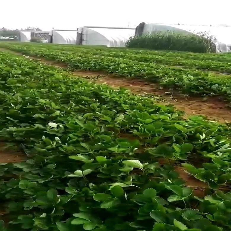 小白草莓苗供应 奶油草莓苗出售中心