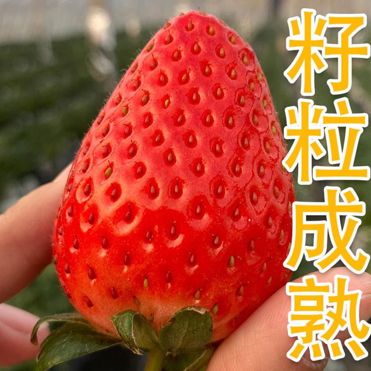 果树苗四季结果草莓苗   攀援草莓苗盆地栽  奶油草莓苗种子