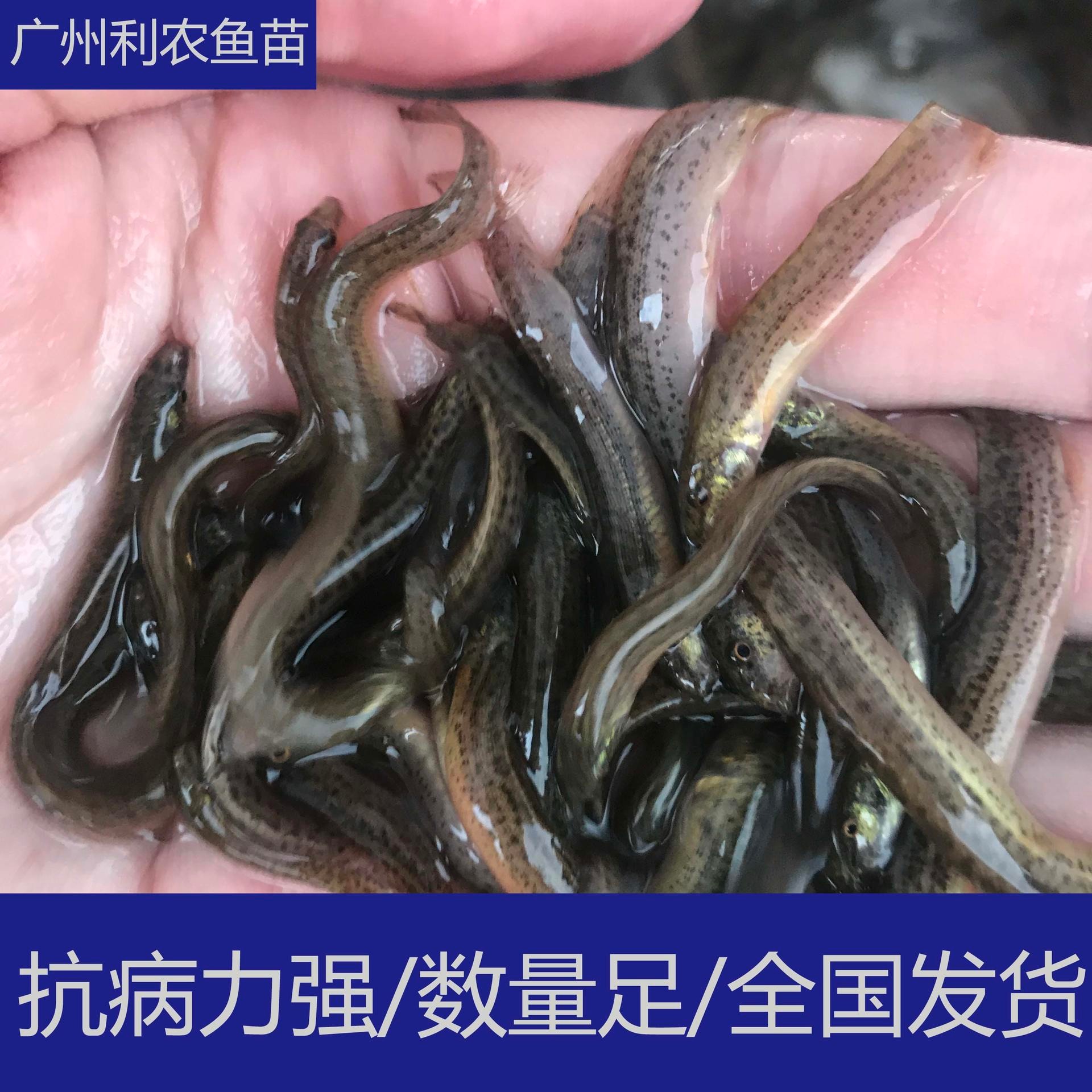 技术指导 广东韶关泥鳅苗大规格供应 5-6cm优选台湾泥鳅苗孵化养殖