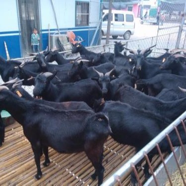 圈养黑山羊养殖 努比亚黑山羊养殖基地 幼崽一只价格 羊羔价格图片