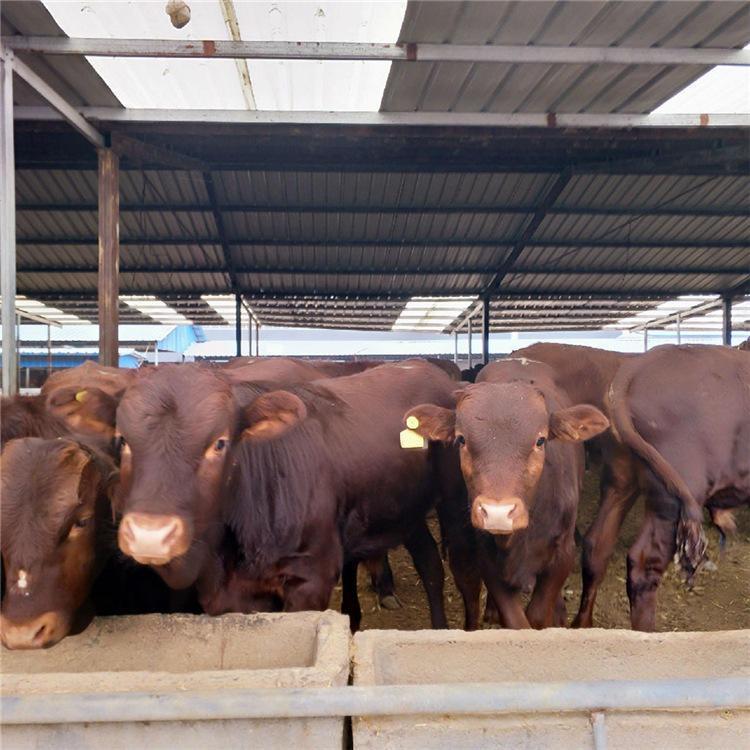 厂家出售改良牛犊子 西门塔尔牛犊价格 牛犊子批发价格示例图1