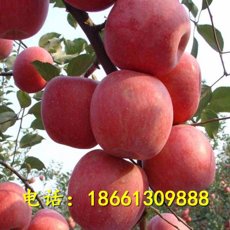 河南苹果苗 红富士口感 苹果树苗基地直销  矮化苹果树苗 苹果苗价格