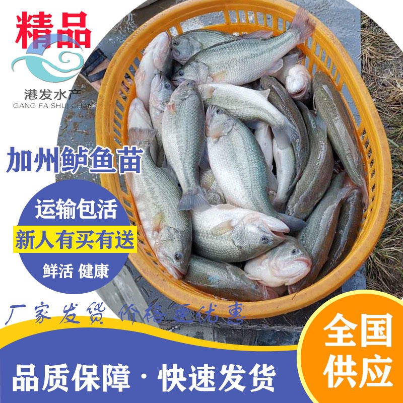 大量精选鲈鱼水花供应批发 生长快鲈鱼苗养殖温度及投喂技术