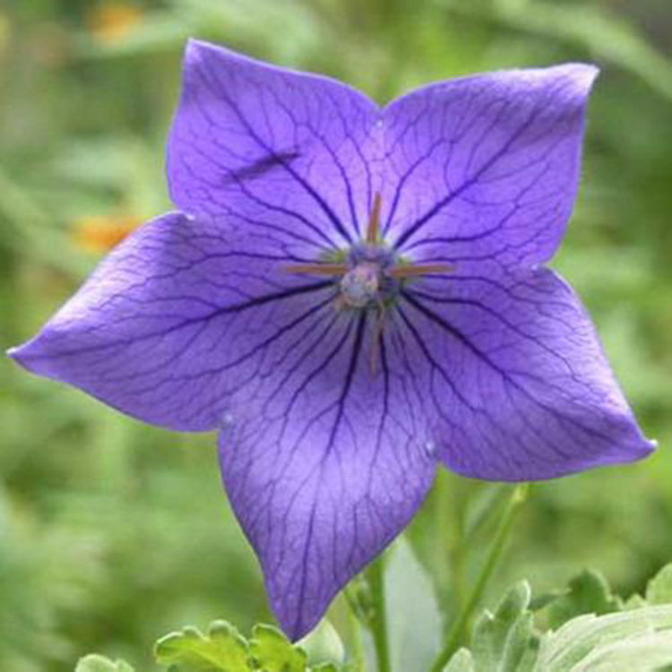 紫花改良桔梗种子  优质桔梗种子  供应批发桔梗种子 量大优惠 同创药材