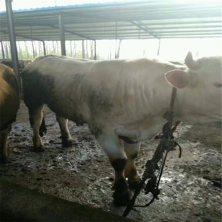 夏洛莱牛出售 夏洛莱牛价格 夏洛莱牛养殖基地 夏洛莱牛价格表