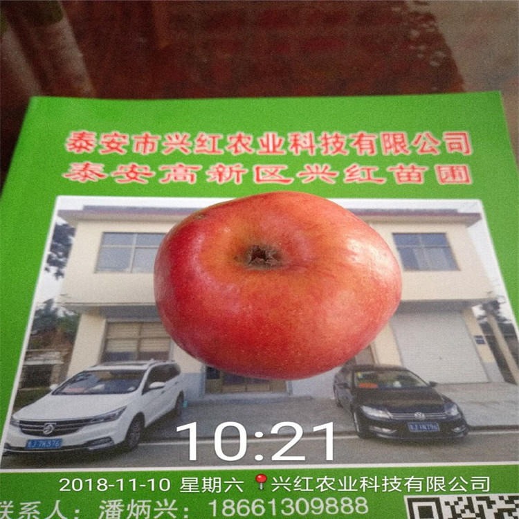 红富士苹果苗品种适合盆栽地栽种植 红富士苹果苗量大从优图片