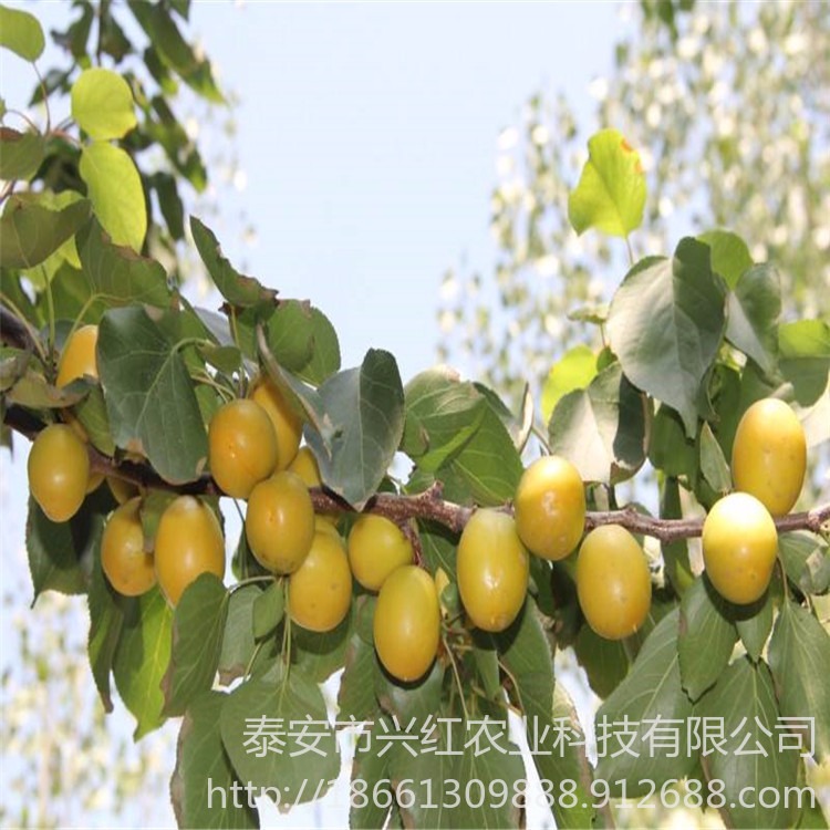 供应商价格查询 南北方种植杏树苗品种 珍珠油杏树苗 带土发货