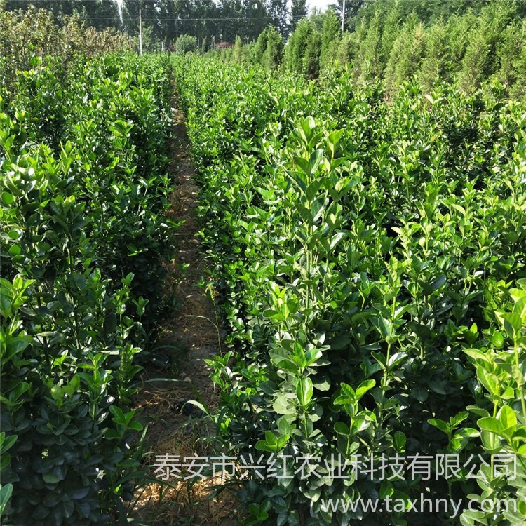 优质绿化苗木 北海道黄杨小苗 优质高产成活率高图片