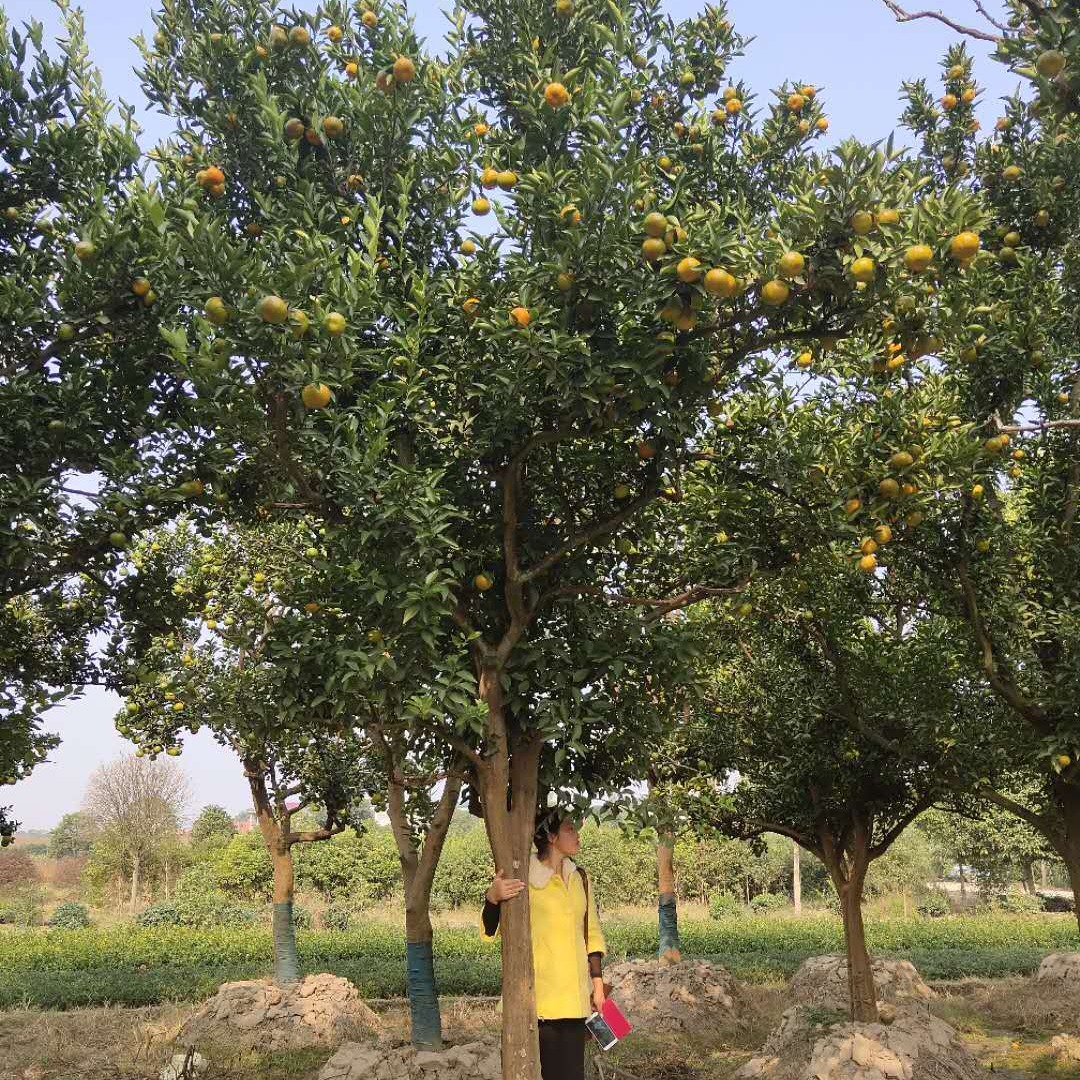 安徽果树供应批发 大桔子绿化 20公分蜜桔常绿果树千喜苗木产地图片