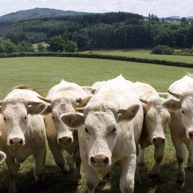 大量夏洛莱牛价格 供应改良夏洛莱牛 改良肉牛犊 现代 提供技术支持