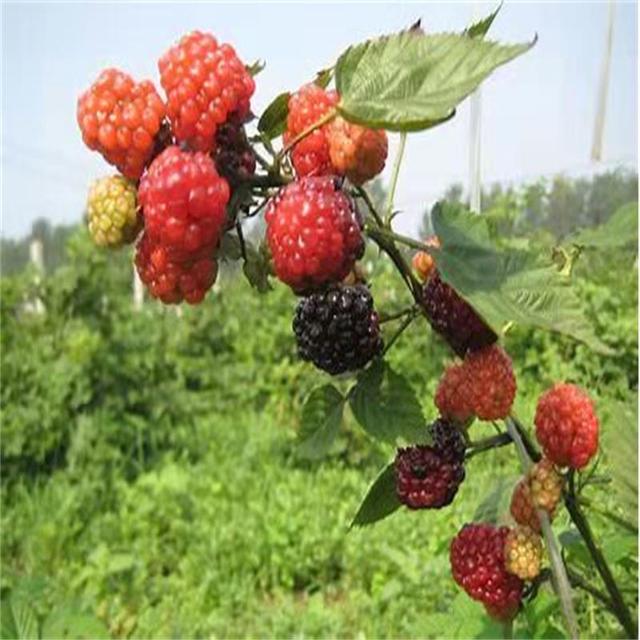 苗圃直销树莓苗 双季红树莓颜色好口感佳易管理树莓苗