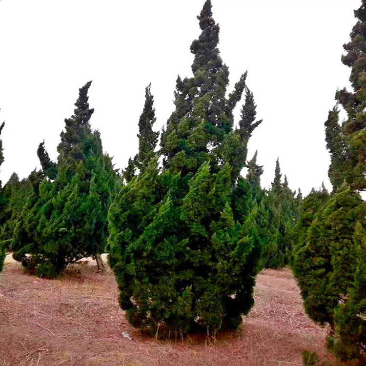 龙柏树价格低 30 40 50等各种尺寸工程苗 龙柏  绿篱龙柏  万青园林