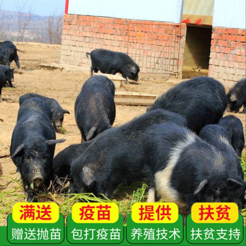藏香猪价格 山东牧业龙头企业 鼎荣藏香猪  全国发货 上门回收   鼎荣藏香猪图片
