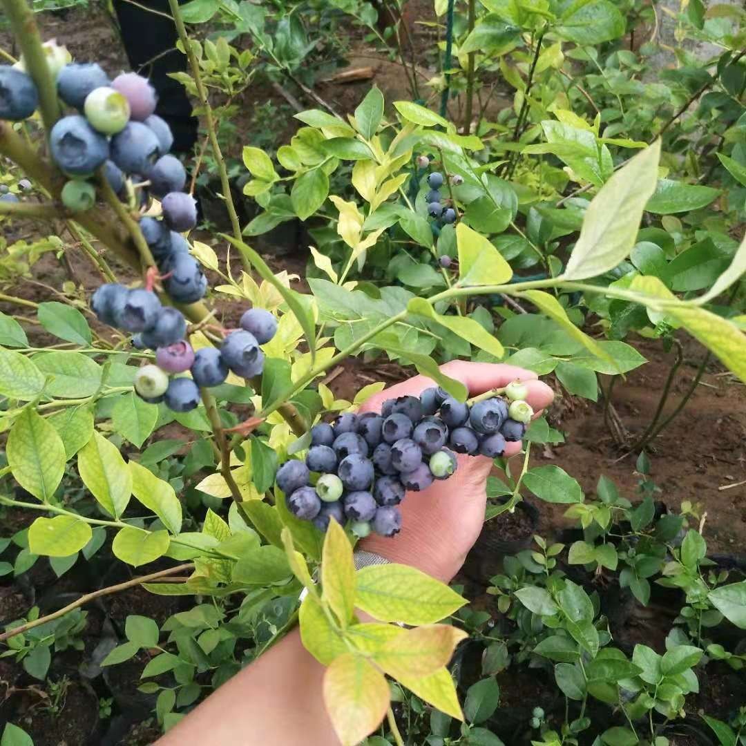 基地批发营养钵蓝莓苗 组培蓝莓苗 5年蓝莓苗当年结果 薄雾大果蓝莓苗