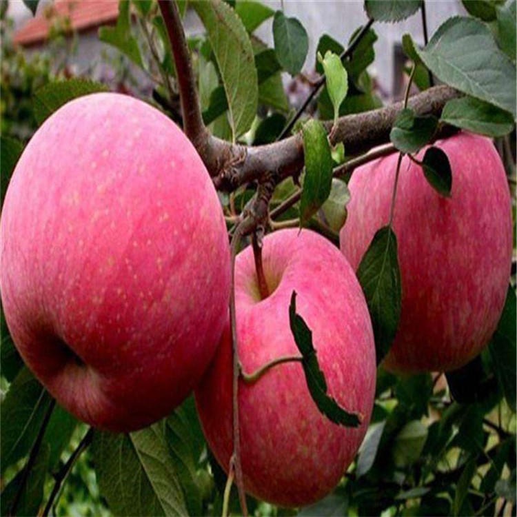 出售苹果苗早中晚熟品种 红富士苹果苗 华硕苹果苗厂家直销图片