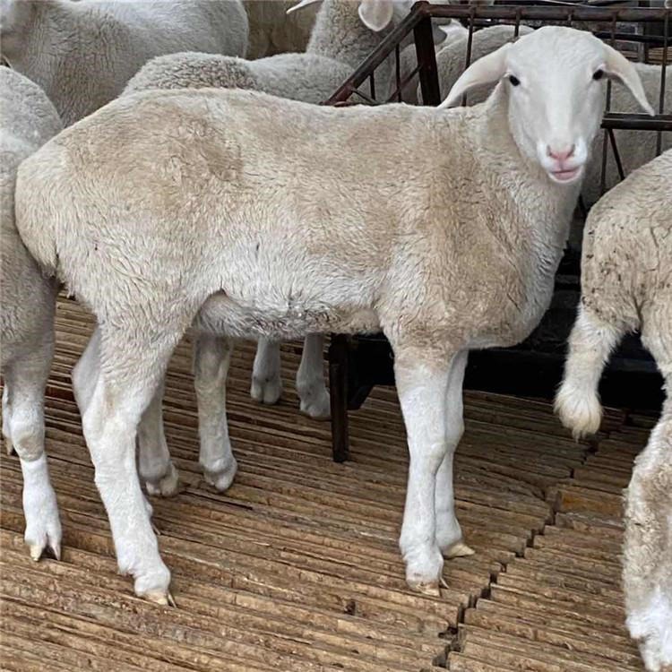 养羊基地出售湖羊种羊 大型肉羊养殖基地 一只湖羊价格 通凯 山东湖羊养殖场出售种羊图片
