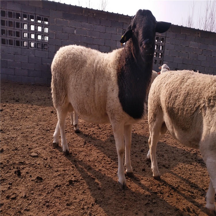 黑头杜泊羊养殖场 黑头杜泊羊 纯种黑头杜泊绵羊 杜泊羊羊羔价格图片