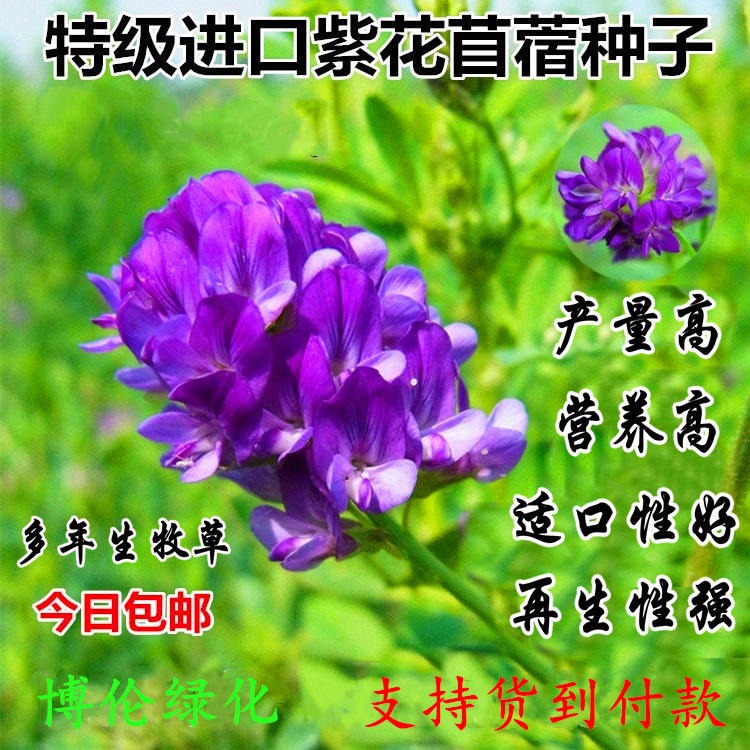 博伦高产紫花苜蓿种子 优质进口紫花苜蓿种子价格 养羊专用牧草种子