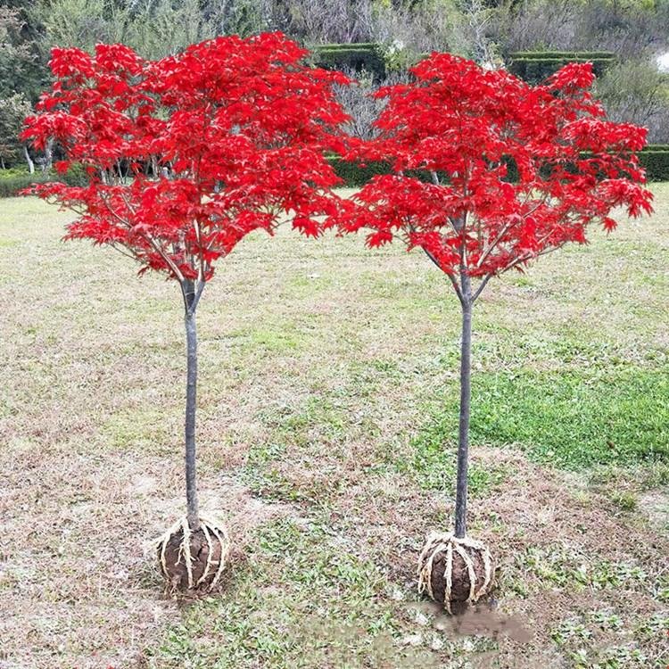 红枫树苗四季中国红庭院美国日本紅舞姬盆景园林绿化苗木植物红枫小苗