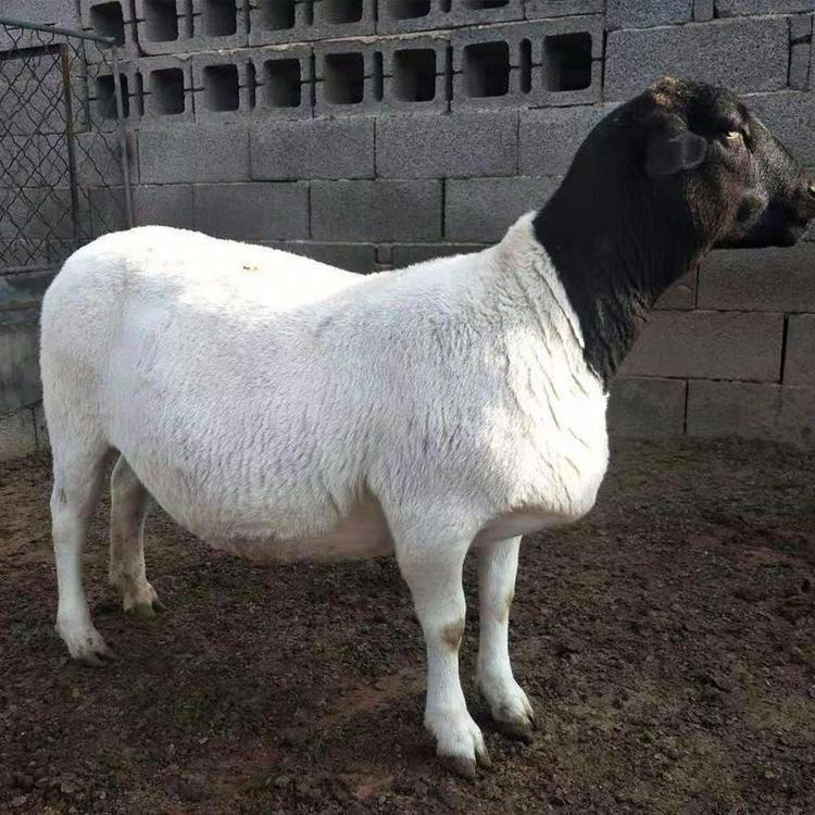 杜泊种羊提供养殖 供应杜泊绵羊价格 出售白头杜泊绵羊 现代 基地出售